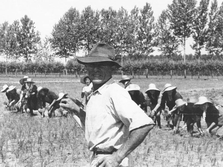 Lavoro nelle risaie pavesi — Archivio Istoreco